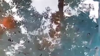 Jika LARVA LELE terlihat seperti ini setelah di beri CACING SUTERA itu wajar