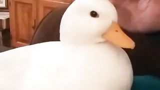 Cutest duck ever!!