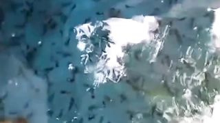 Setelah pemberian pakan CACING SUTERA pertama, dasar kolam kotor, kita bersihkan