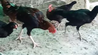 Aseel and desi hens