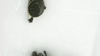Ninja turtle ????