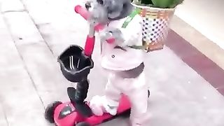 Funny dog