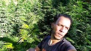 الحصاد القنب الهندي مشهور في المغرب