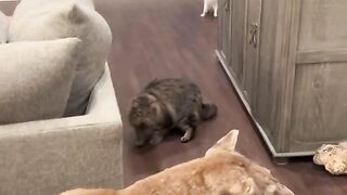 Wait for the end???? #funnyvideos #cat #prankcat #catsoftiktok