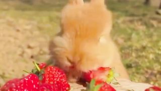 He loves strawberries ????