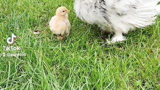 Happy chickens