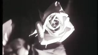 Mon amie la rose