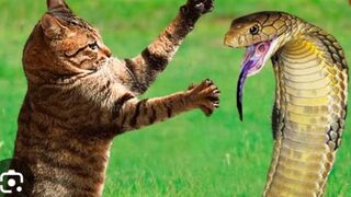 Are you strong enough to see this video?