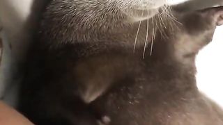 chubby otter scratching its tummy