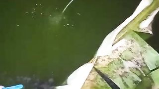 Walaupun pakai AERASI kalau LARVA LELE kepadatan akan bergerombol