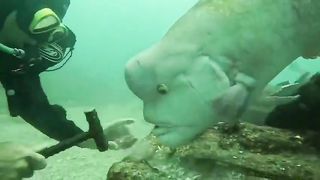 Say something about this fish