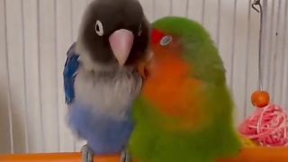 the cutest video you will see today