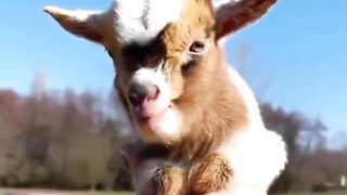Handheld baby goats.. ????