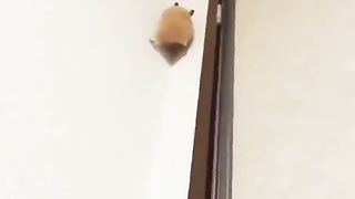 SpiderMan ????️ ????
