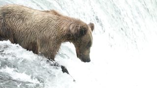 Brown Bear catching Sockeye Salmon at Brooks Falls