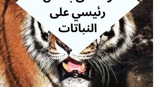 Animal World