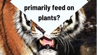 Animal World