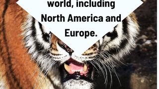 Animal World