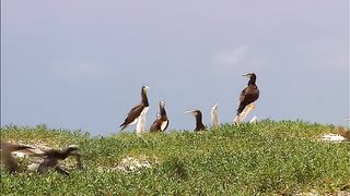 جمال الطبيعة