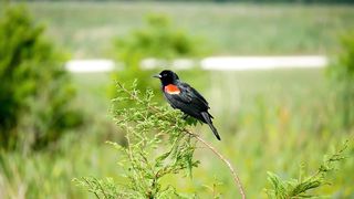 Red-winged Blackbird singing