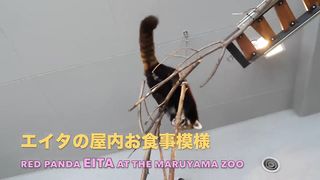 【レッサーパンダ】エイタの屋内お食事模様　Red Panda EITA at Maruyama Zoo