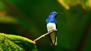 White-necked jacobin - Florisuga mellivora also great jacobin or collared hummingbird