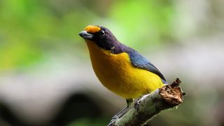 Bird yellow and black