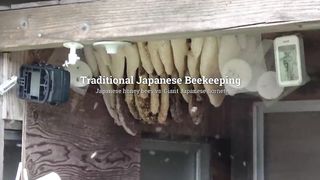 Giant hornet vs Japanese honeybees.  defensive bee ball.