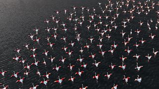 Slow motion flock of flamingos flying over sea