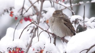 House sparrow (Passer domesticus) and Viburnum opulus