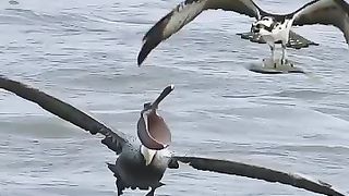 عجائب الكون