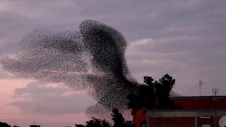 Strength through unity: Flock of starling birds