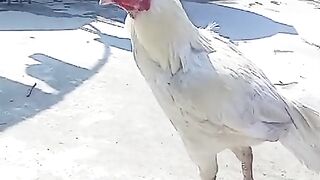 The white walks