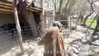 Old women in shirazi city saichen