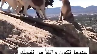 فديوهات عن الثقة