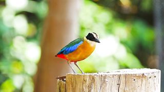 Rainbow bird