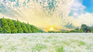 Beautiful sun and roses