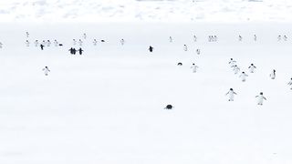 Penguins walking in 5x speed