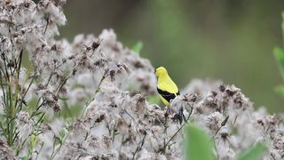 American Goldfinch, Virginia