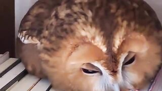Nap time! ????