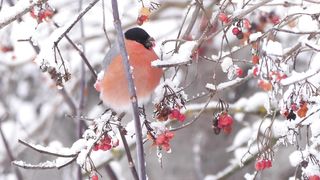 Bullfinch (Pyrrhula pyrrhula) sitting on bush in winter