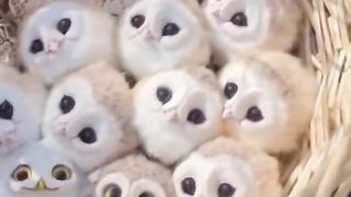 Do you love owl ?????