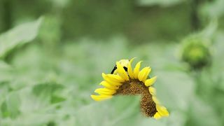 American Goldfinch, Virginia