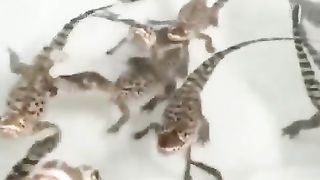 Baby crocodiles sound like they’re shooting laser guns and it’s best thing ever ????????