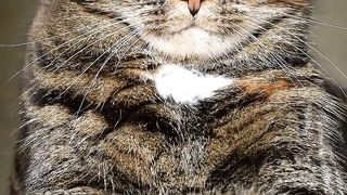 Some tips on how to find the cheapest pet insurance in the US
