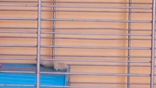 The 3 most popular hamster species kept as pets | syrian hamster And Other