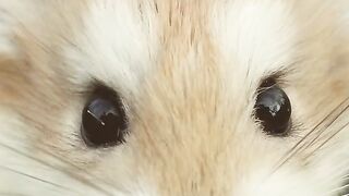 Take care of hamsters: what is the best way?