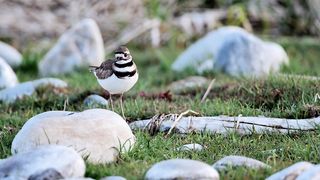 Killdeer, Yellowstone National Park, WY stock