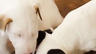 best dog breeds for first time owners