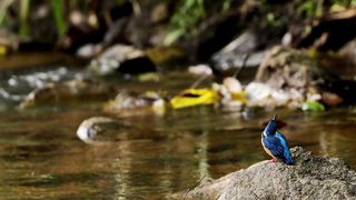 Common Kingfisher, Sri Lanka